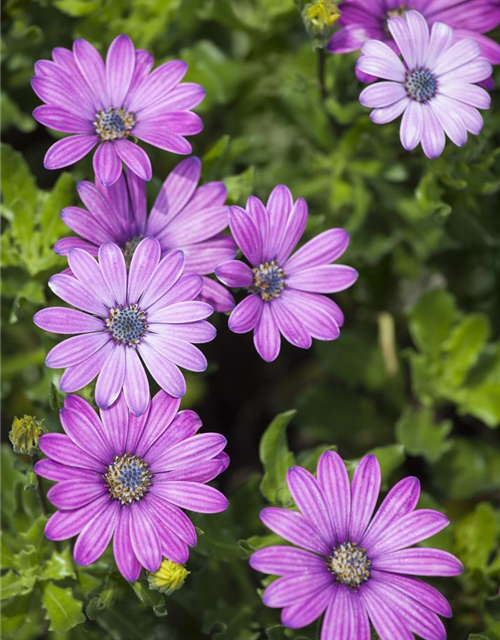 Osteospermum ecklonis