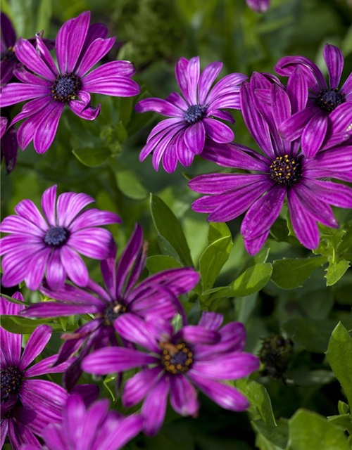 Osteospermum ecklonis