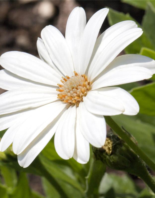 Osteospermum ecklonis