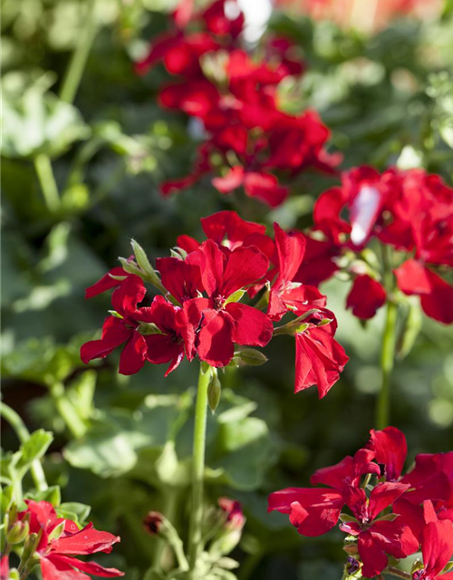 Pelargonium Caliente