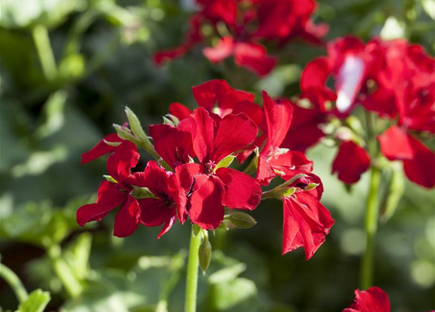 Pelargonium Caliente