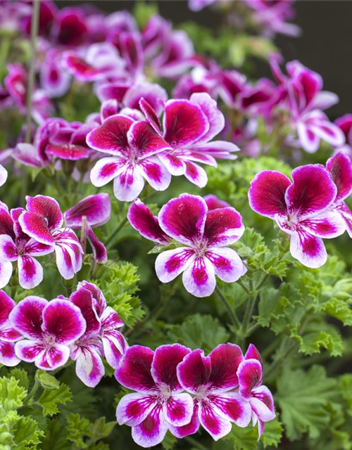 Pelargonium grandiflorum