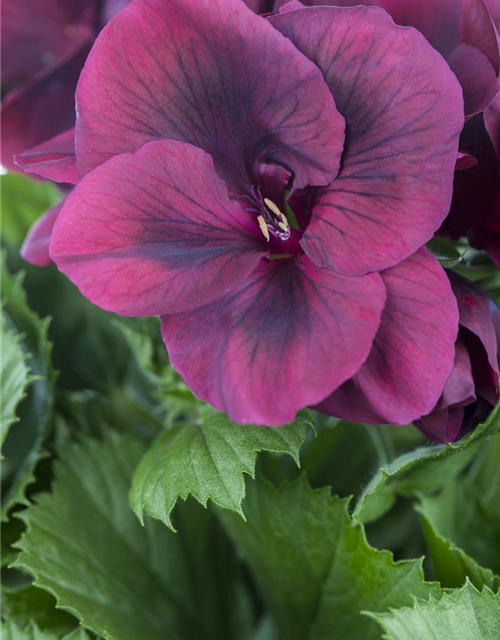 Pelargonium grandiflorum