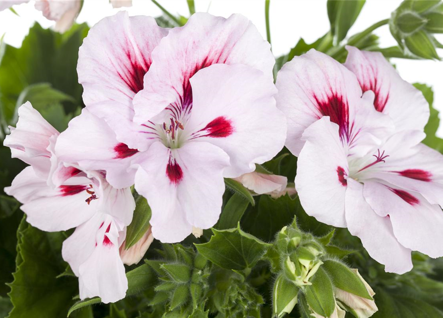 Pelargonium grandiflorum