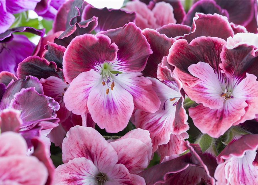 Pelargonium grandiflorum