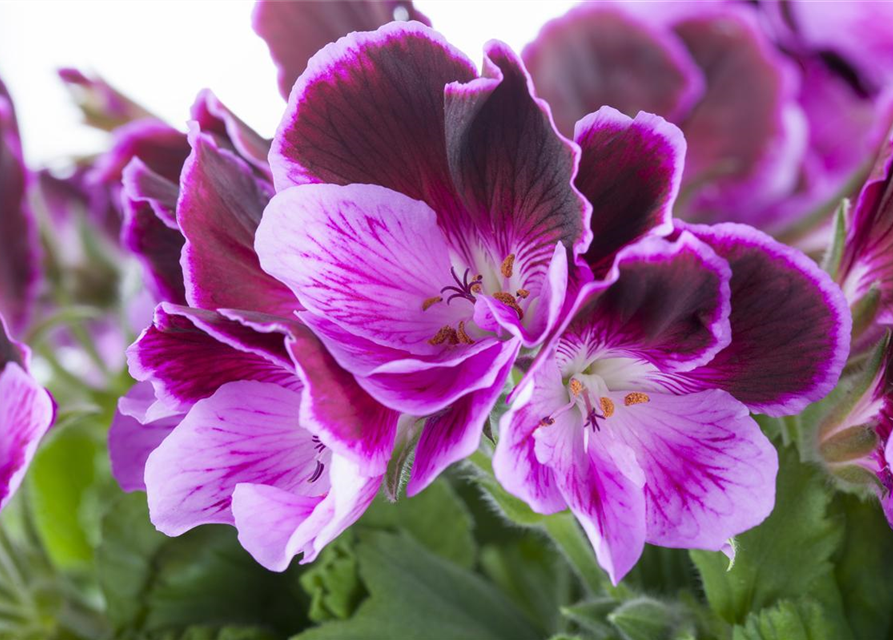 Pelargonium grandiflorum