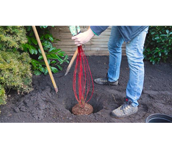 Hartriegel - Einpflanzen im Garten