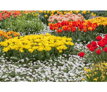 Tolle Frühblüher starten bunt ins Gartenjahr