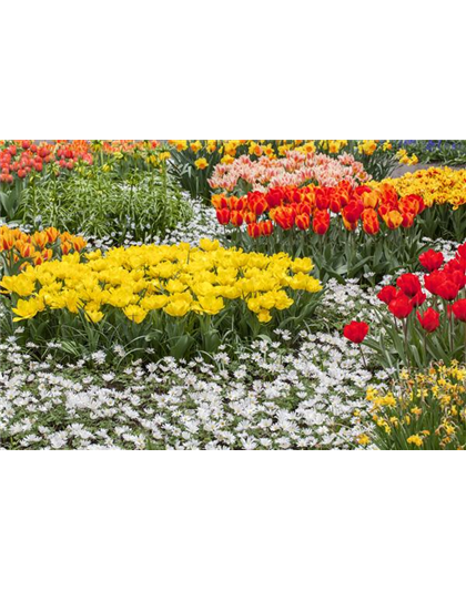 Tolle Frühblüher starten bunt ins Gartenjahr