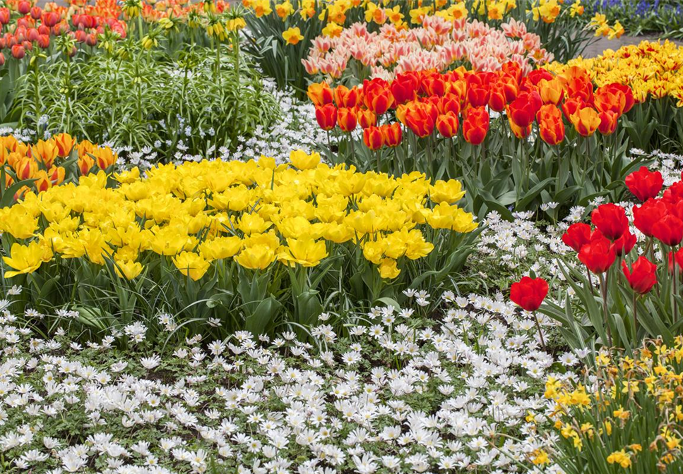 Tolle Frühblüher starten bunt ins Gartenjahr