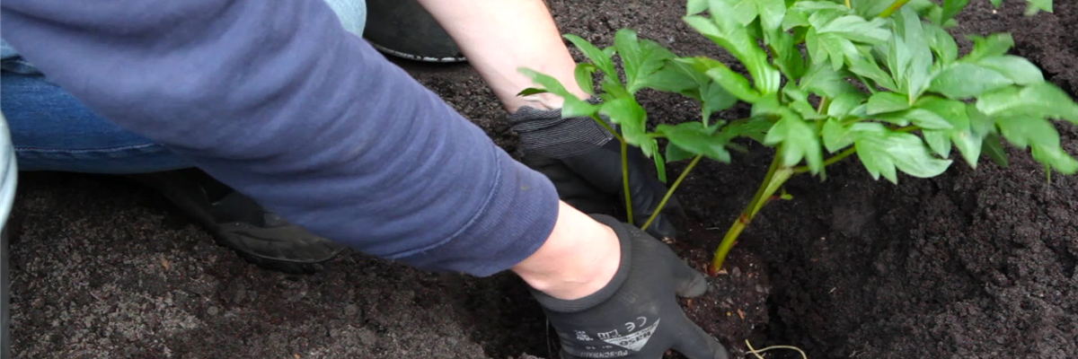 Pfingstrose - Einpflanzen im Garten (thumbnail)