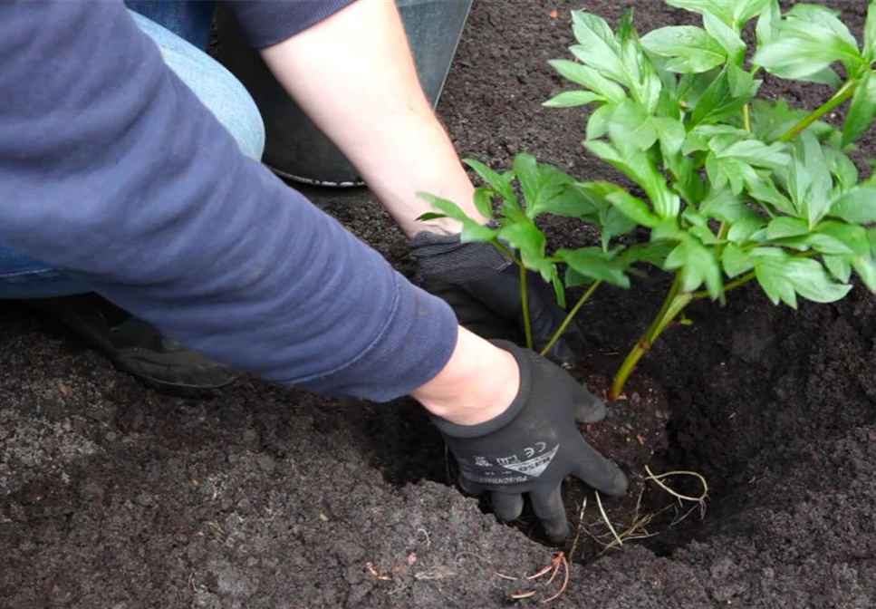 Pfingstrose - Einpflanzen im Garten