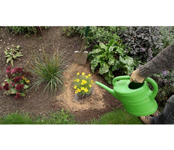 Mädchenauge - Einpflanzen im Garten