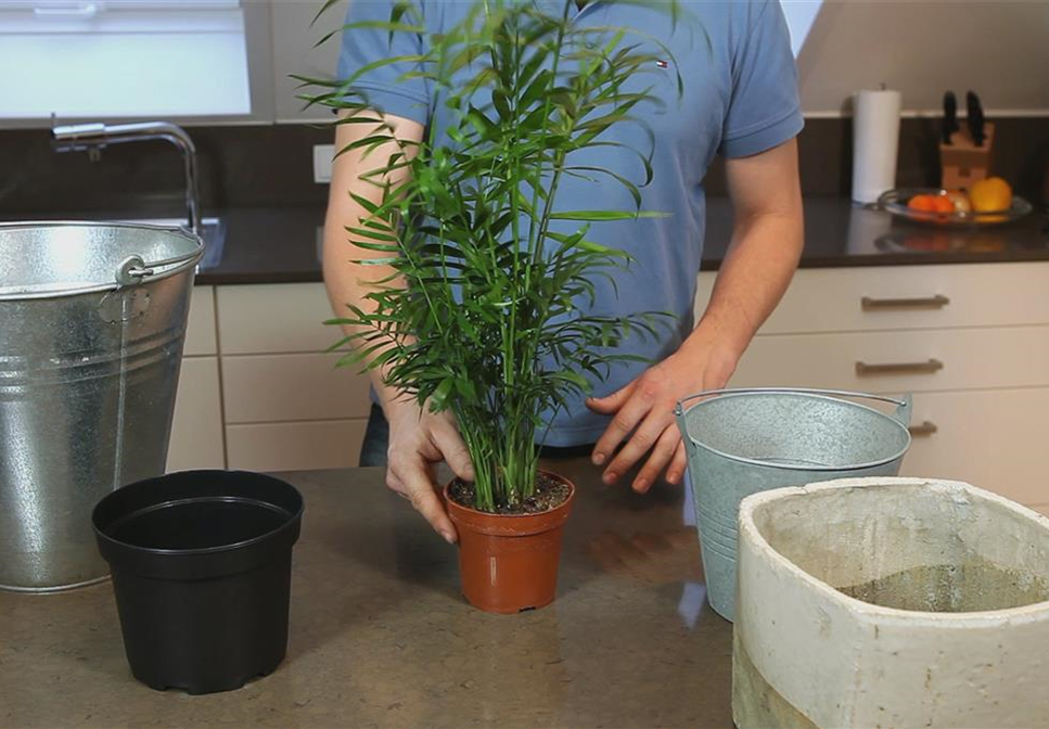 Chinesische Bergpalme - Einpflanzen in ein Gefäß