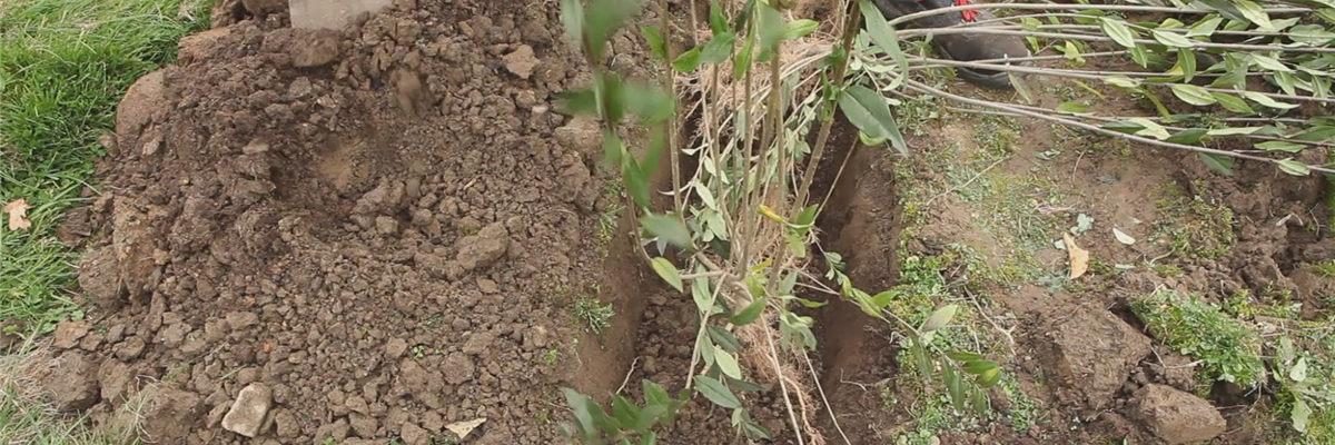 Ligusterhecke - Einpflanzen im Garten (thumbnail)