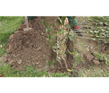 Ligusterhecke - Einpflanzen im Garten