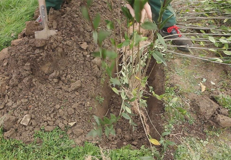 Ligusterhecke - Einpflanzen im Garten