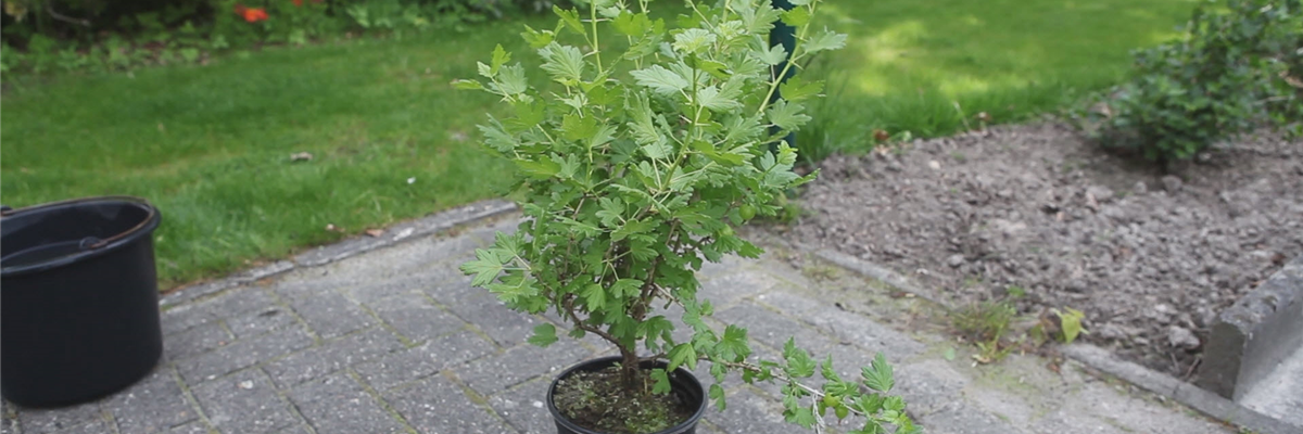 Stachelbeere - Einpflanzen im Garten (thumbnail)