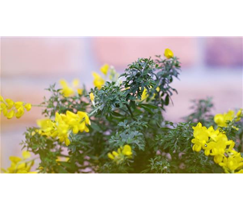 Ginster - Einpflanzen im Garten