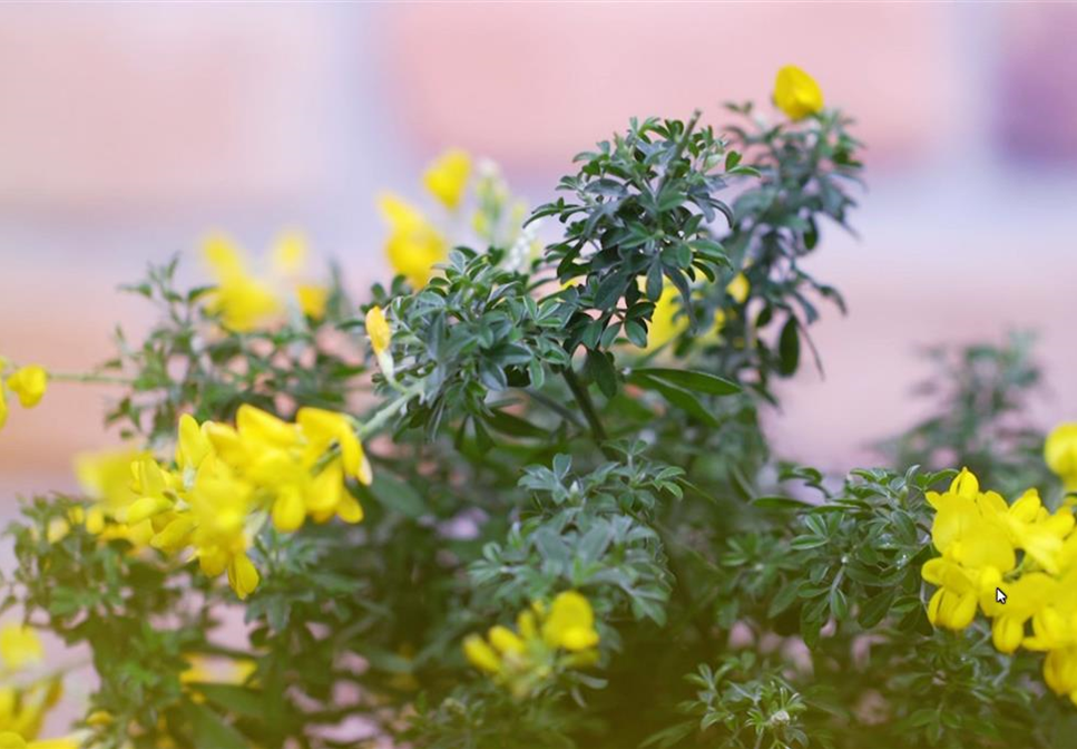 Ginster - Einpflanzen im Garten