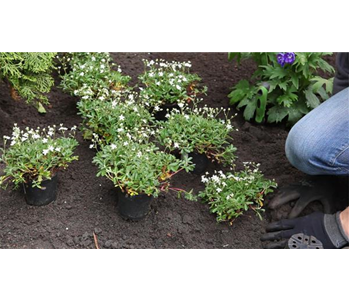 Fingerkraut - Einpflanzen im Garten