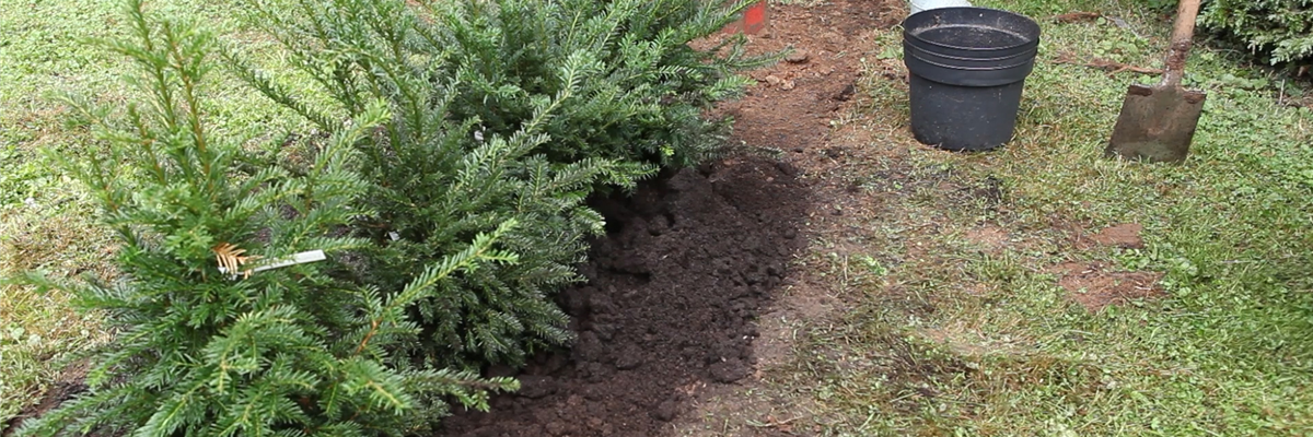 Hecke - Einpflanzen im Garten (thumbnail)