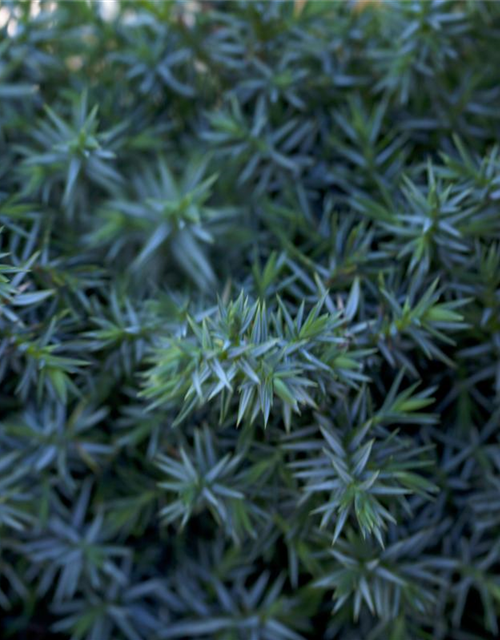 Juniperus chinensis Blue Alps