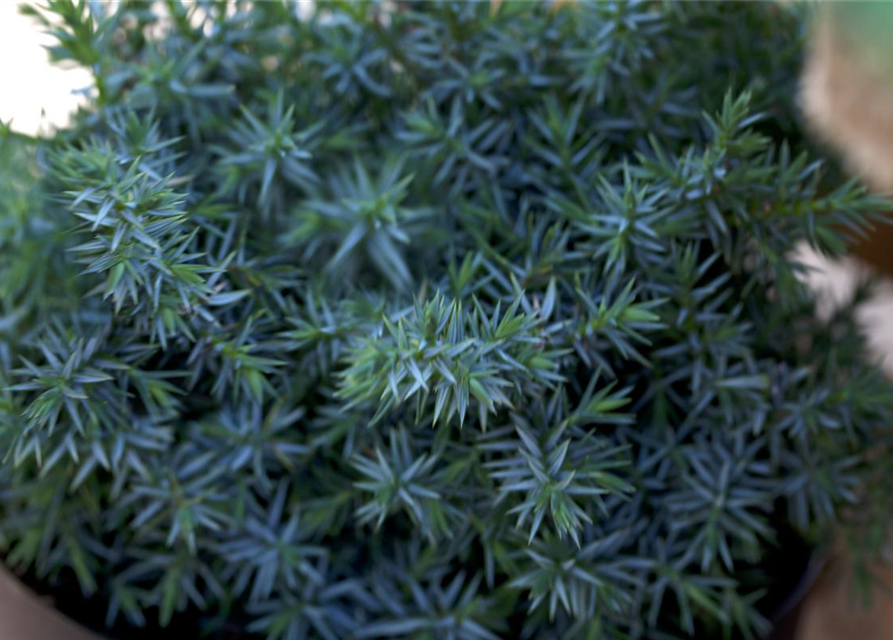 Juniperus chinensis Blue Alps