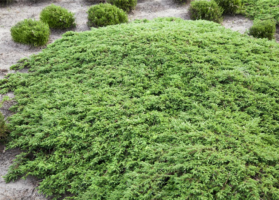 Juniperus communis Green Carpet