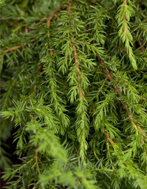 Juniperus communis Green Carpet