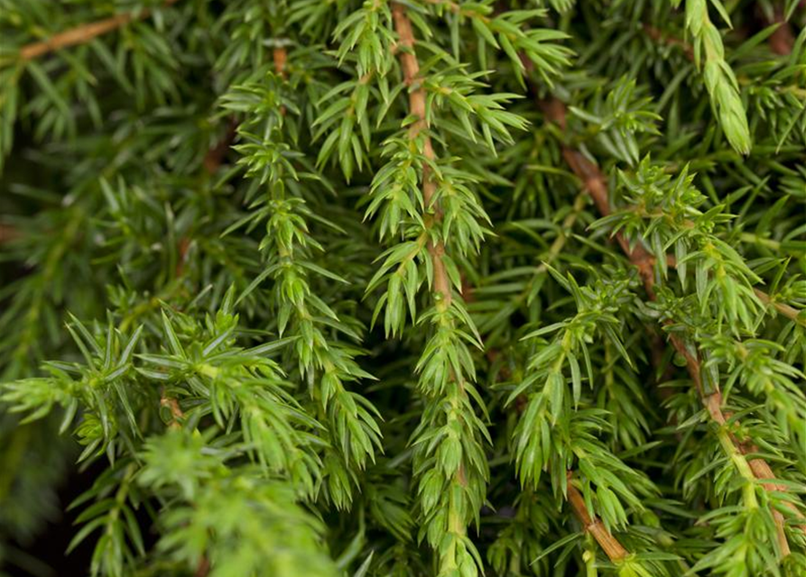 Juniperus communis Green Carpet