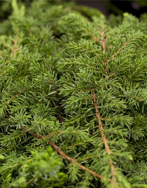 Juniperus communis Green Carpet