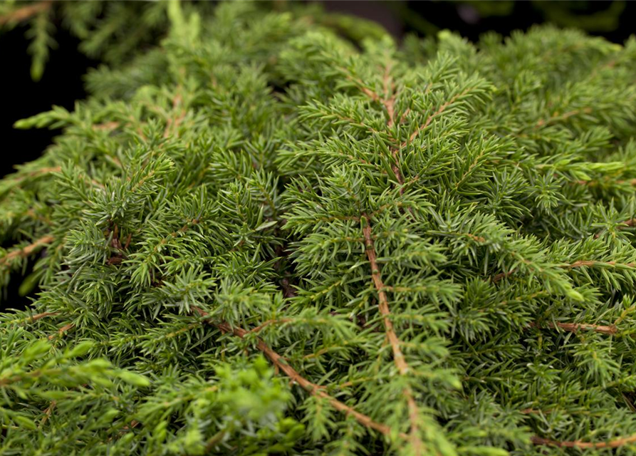 Juniperus communis Green Carpet