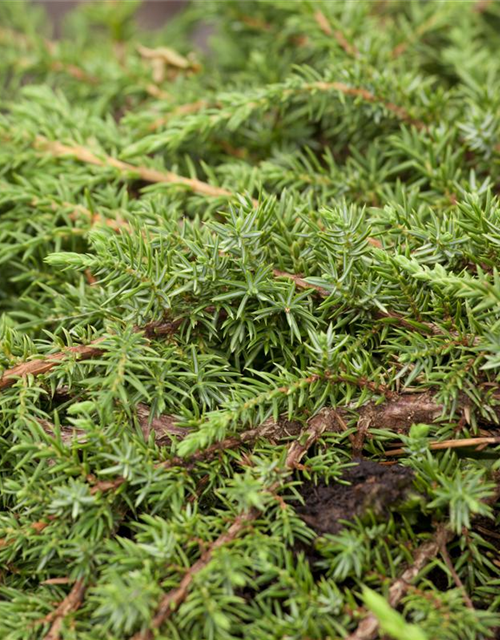 Juniperus communis Green Carpet