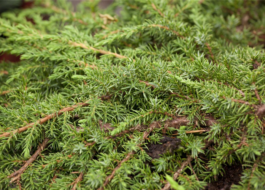 Juniperus communis Green Carpet