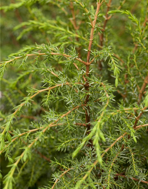 Juniperus communis Hibernica