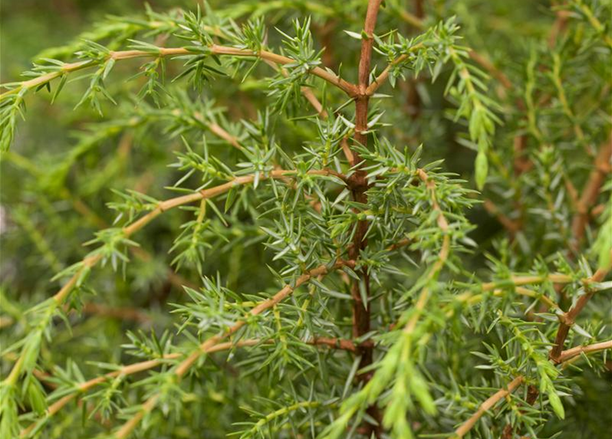 Juniperus communis Hibernica