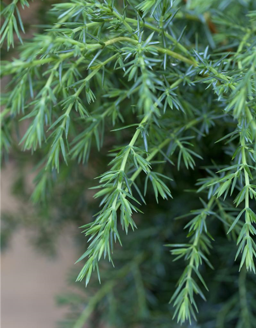 Juniperus communis Hibernica