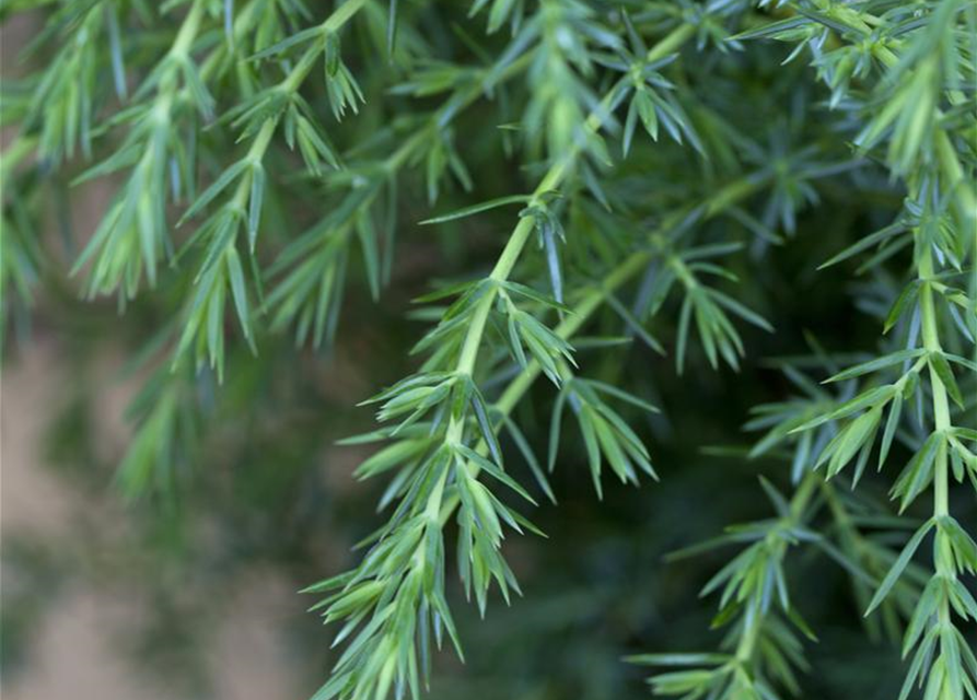 Juniperus communis Hibernica