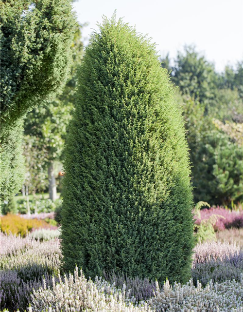 Juniperus communis Hibernica