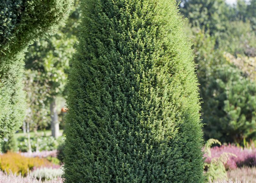 Juniperus communis Hibernica