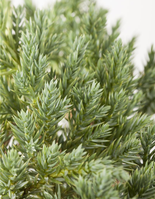 Juniperus squamata Blue Star