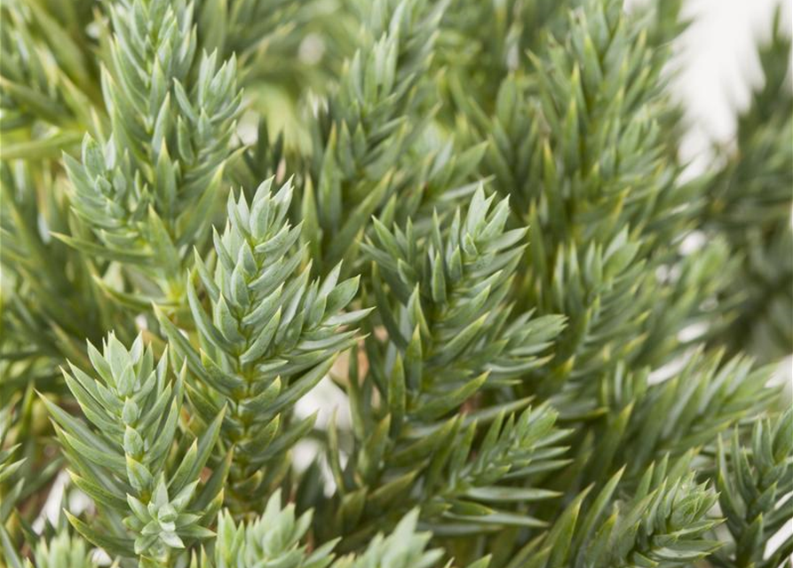 Juniperus squamata Blue Star