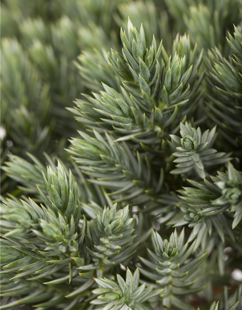 Juniperus squamata Blue Star