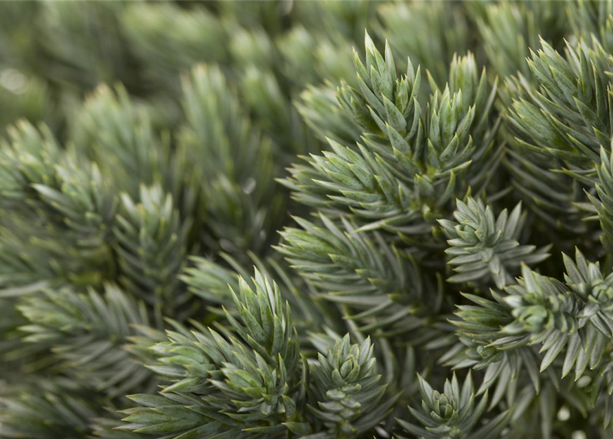 Juniperus squamata Blue Star