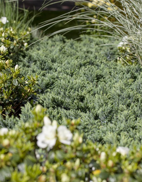 Juniperus squamata Blue Star