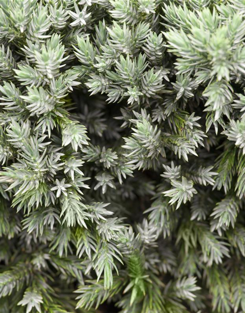 Juniperus squamata Blue Star