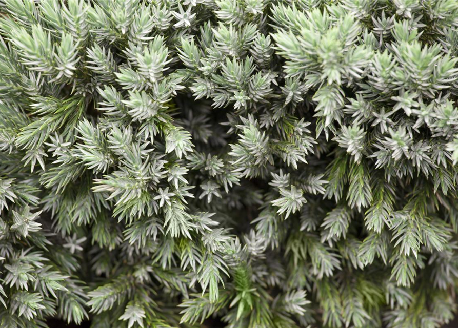 Juniperus squamata Blue Star