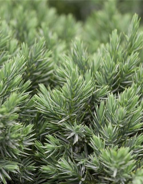 Juniperus squamata Blue Star