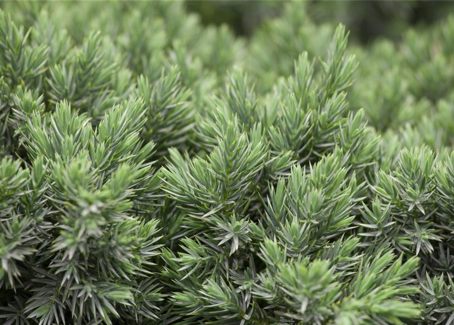 Juniperus squamata Blue Star